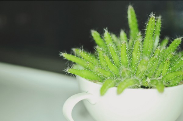 盆栽火龙果种植方法