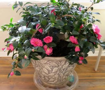 春节花卉有哪些 春节必买的6种花介绍