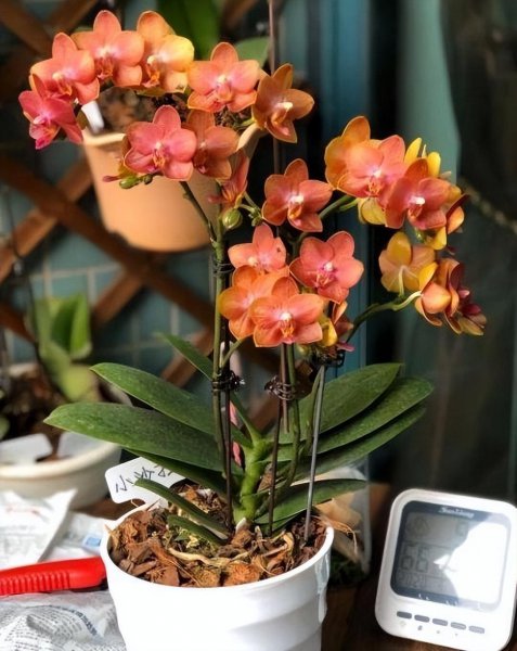春节花卉有哪些