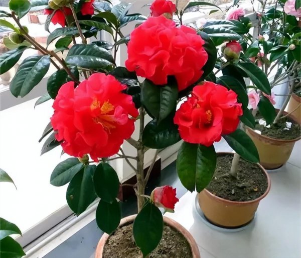 春节花卉有哪些