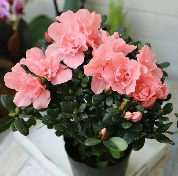 春节花卉有哪些