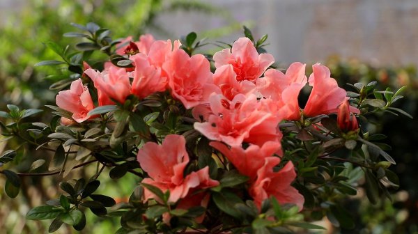 春节花卉有哪些