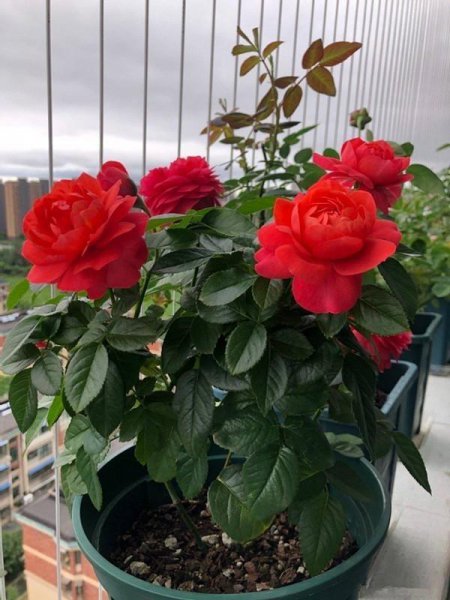 春节花卉有哪些