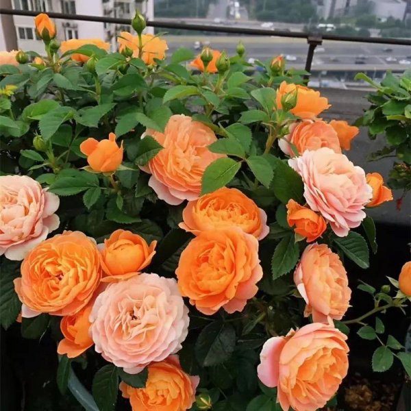 春节花卉有哪些