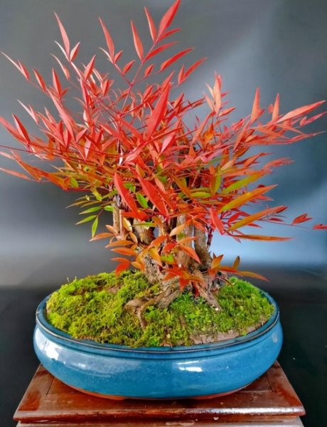 春节花卉有哪些