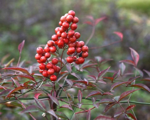 春节花卉有哪些