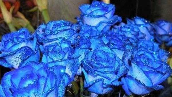 蓝色妖姬玫瑰花语是什么意思