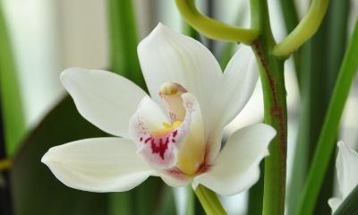 蕙兰花怎么养才能旺盛