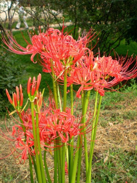 八月有什么花开