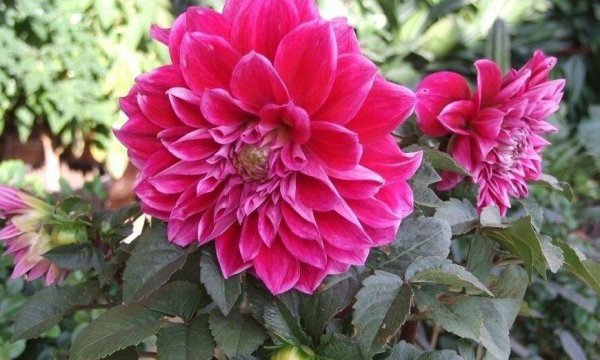 八月有什么花开
