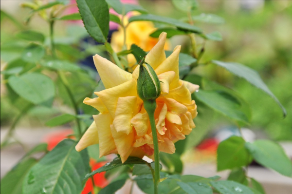五朵玫瑰花的花语是什么意思