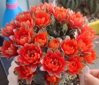 开花的仙人球品种有哪些 最漂亮的仙人球种类介绍