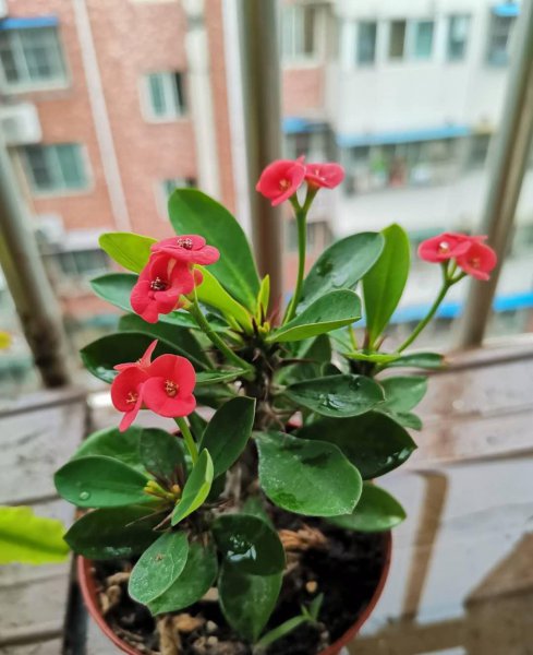 海棠花什么品种好看