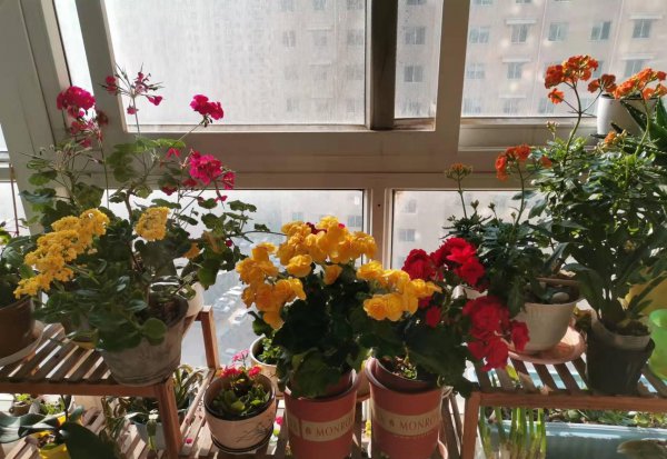 海棠花什么品种好看