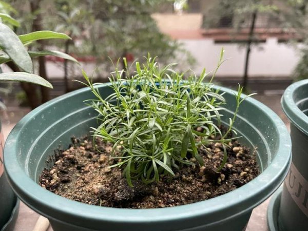 满天星花盆栽怎么养