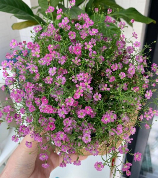 满天星花盆栽怎么养