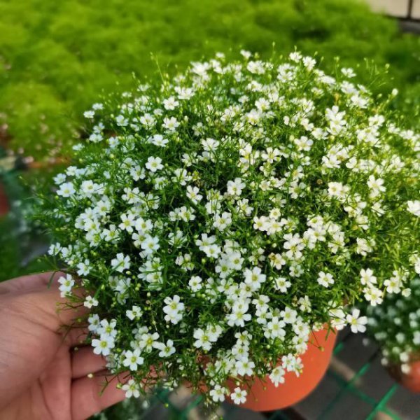 满天星花盆栽怎么养