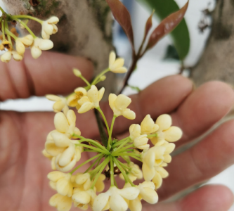 桂花树什么时候开 有关桂花的花期季节