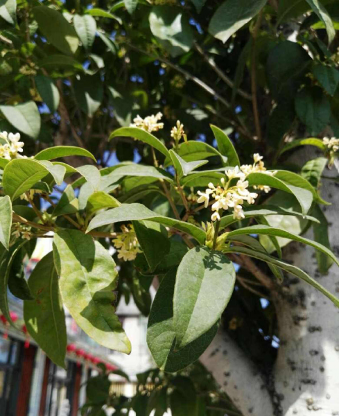桂花树什么时候开
