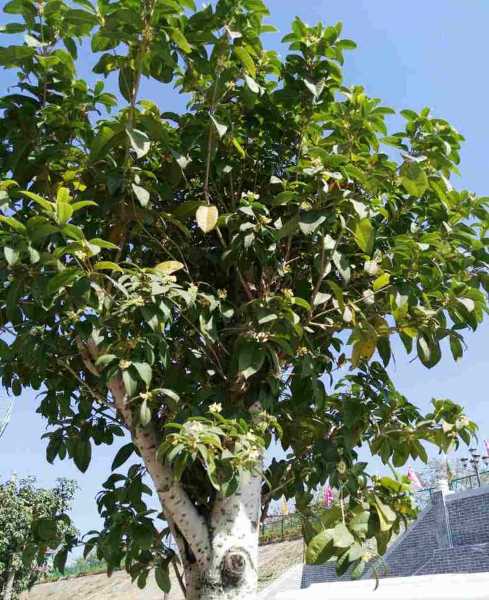 桂花树什么时候开