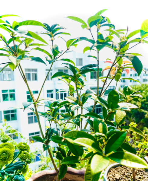 桂花树什么时候开
