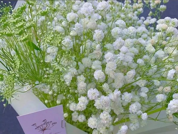 满天星紫色花语是什么