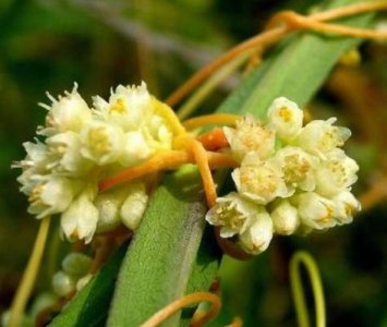 菟丝花花语是什么意思 简述菟丝花代表的意义