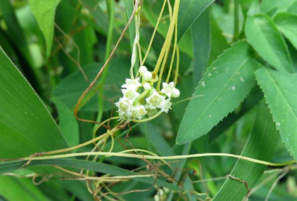 菟丝花花语是什么意思