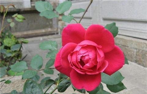 白玫瑰花期在什么时候