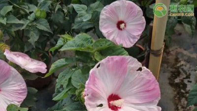 芙蓉花的简介和特点是什么 详解水芙蓉的寓意和象征