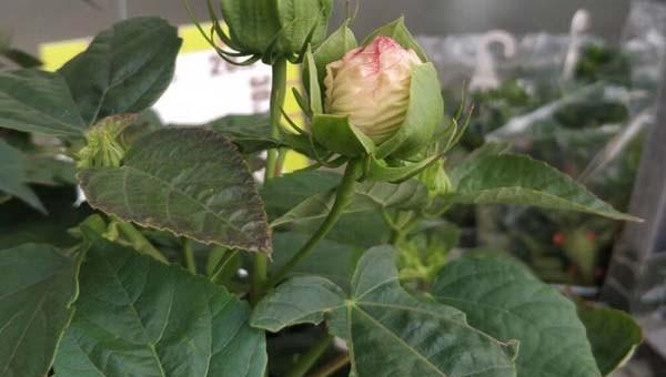 芙蓉花的简介和特点是什么