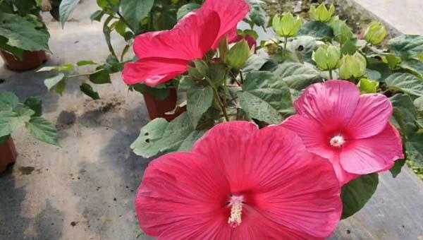 芙蓉花的简介和特点是什么