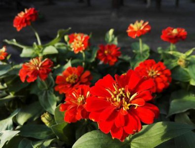 百日菊的花语和寓意 了解百日菊的含义