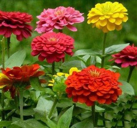 百日菊的花语和寓意