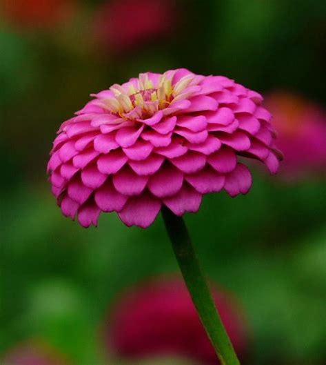 百日菊的花语和寓意