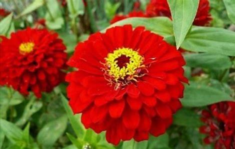 百日菊的花语和寓意