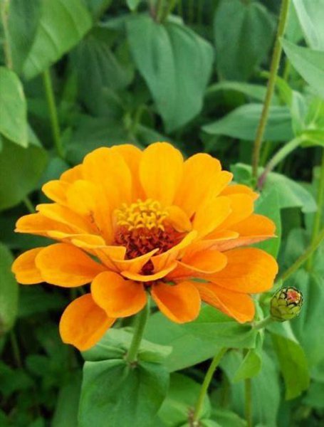 百日菊的花语和寓意