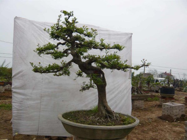 对节白蜡盆景如何剪枝