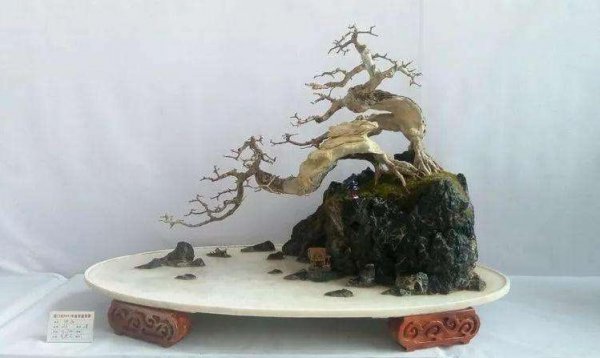 对节白蜡盆景如何剪枝