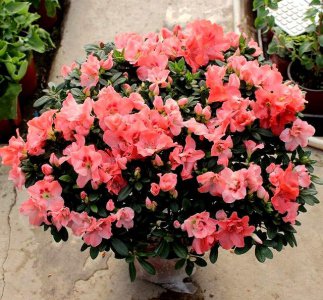 杜鹃什么季节开花 关于杜鹃花花期简介