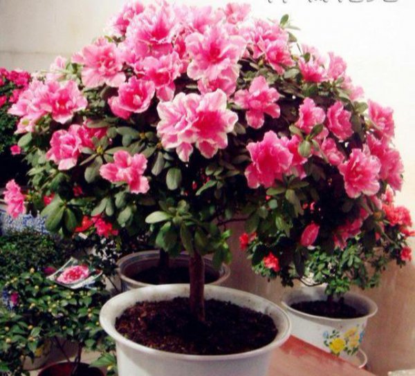 杜鹃什么季节开花