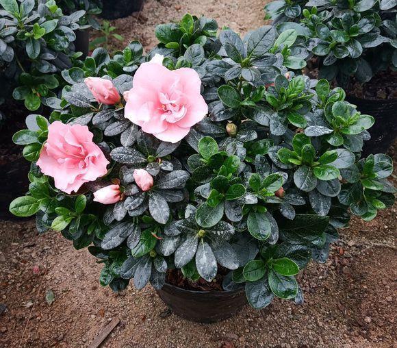 杜鹃什么季节开花