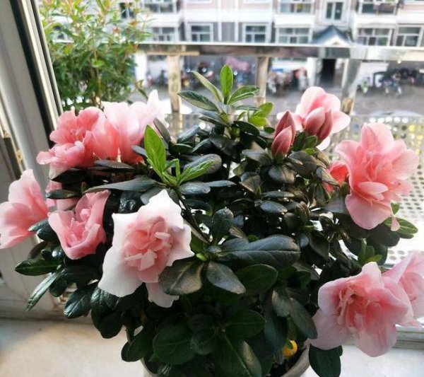 杜鹃什么季节开花