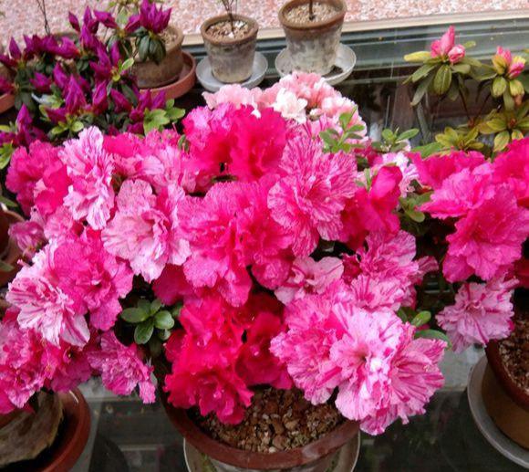 杜鹃什么季节开花