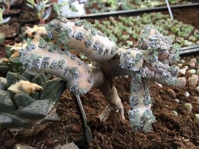 稀有多肉植物有哪些 珍贵多肉植物品种排名