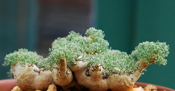 稀有多肉植物有哪些