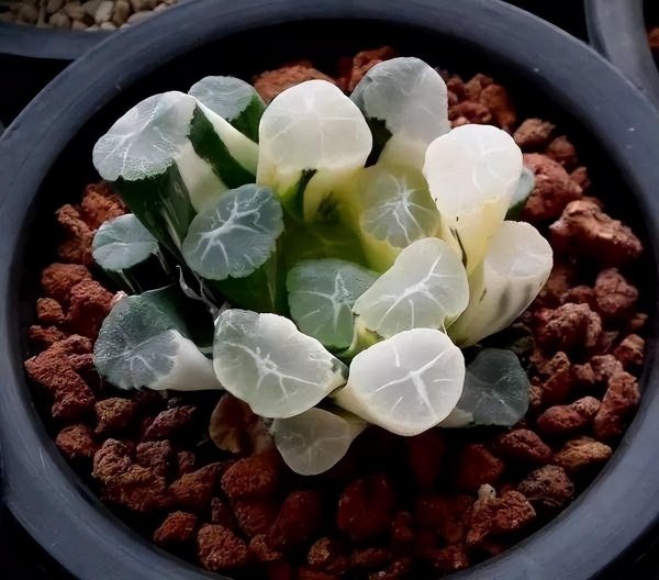 稀有多肉植物有哪些