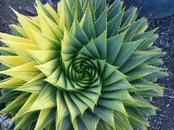 稀有多肉植物有哪些