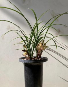春兰有哪些常见品种 春兰品种大全图解