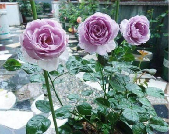 月季花是什么颜色的有什么特点